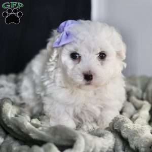 Bella, Bichon Frise Puppy